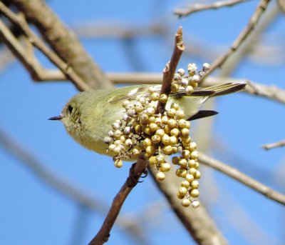 Ruby-Crowned Kinglet