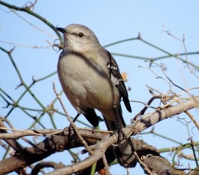 Northern Mockingbird