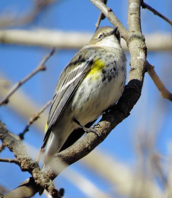 Myrtle Warbler