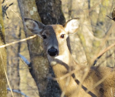 White-Tailed Deer