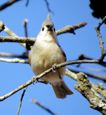 Tufted Titmouse