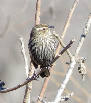 Red-Winged Blackbird