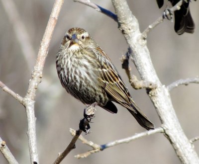 Red-Winged Blackbird