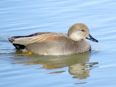 Gadwall