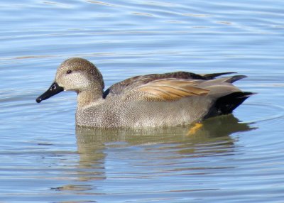 Gadwall