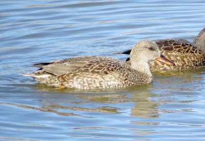 Gadwall