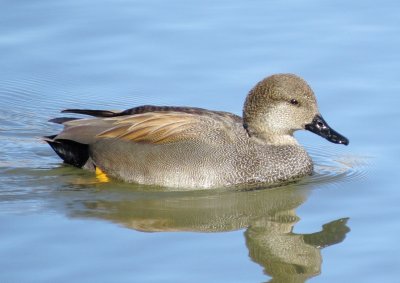 Gadwall