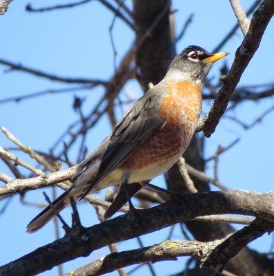 American Robin