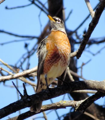 American Robin