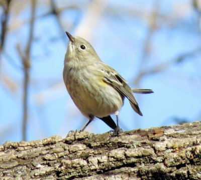 Yellow-Rumped Warbler