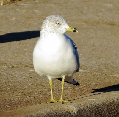 Ring-Billed Gull