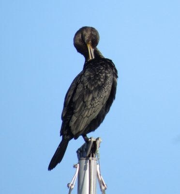 Double-Crested Cormorant