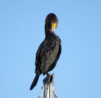 Double-Crested Cormorant