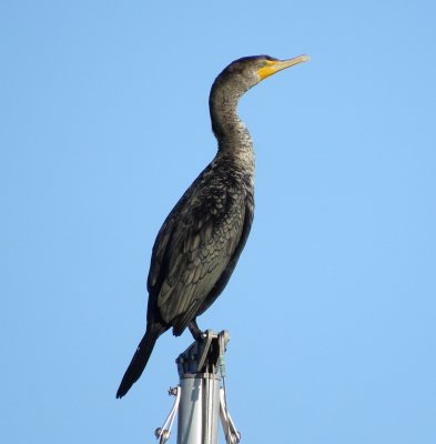 Double-Crested Cormorant