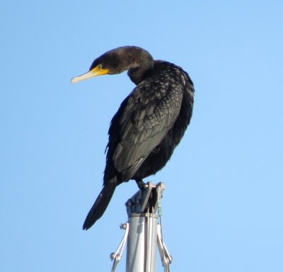 Double-Crested Cormorant