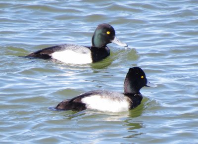 Lesser Scaup