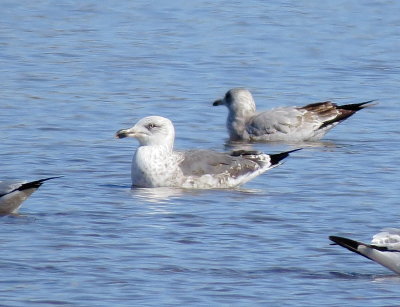 Lesser Black-Backed Gull