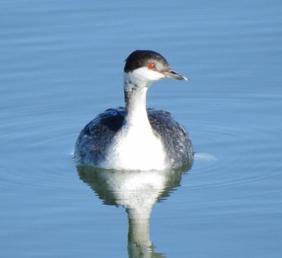 Horned Grebe