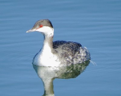 Horned Grebe