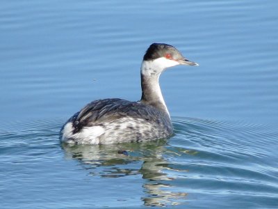 Horned Grebe
