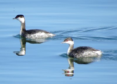 Horned Grebe