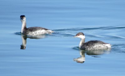 Horned Grebe
