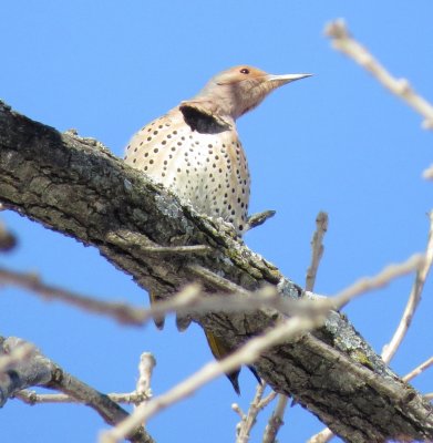 Northern Flicker