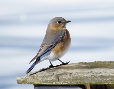 Eastern Bluebird