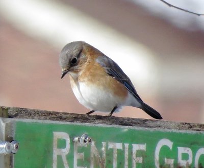 Eastern Bluebird