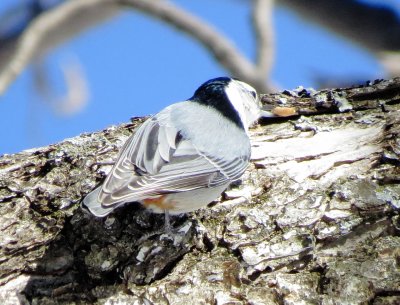 White-Breasted Nuthatch