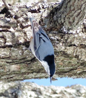White-Breasted Nuthatch