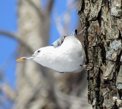 White-Breasted Nuthatch