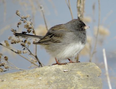 Dark-Eyed Junco