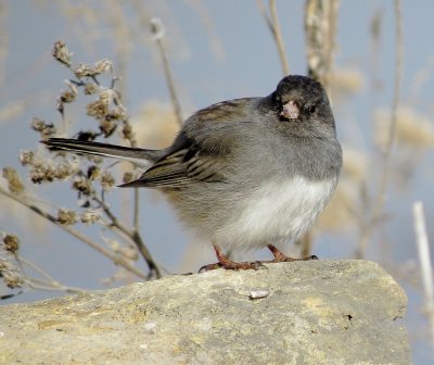 Dark-Eyed Junco