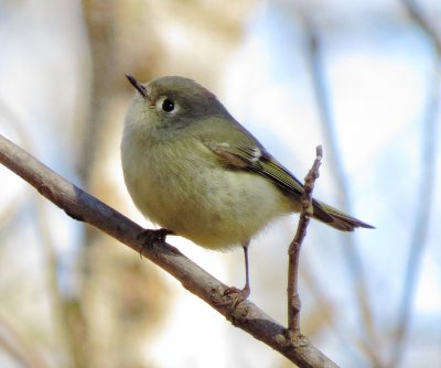 Ruby-Crowned Kinglet