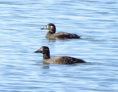 White-Winged Scoter (front) and Immature Male Surf Scoter