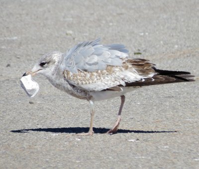 Ring-Billed Gull