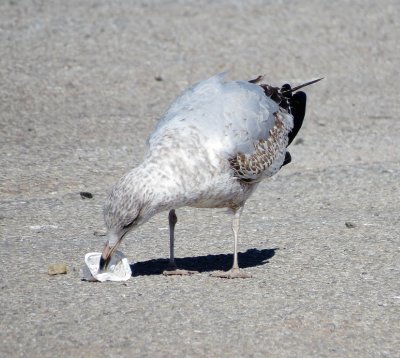 Ring-Billed Gull