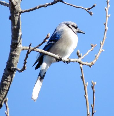 Blue Jay