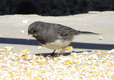 Dark-Eyed Junco