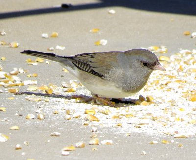 Dark-Eyed Junco