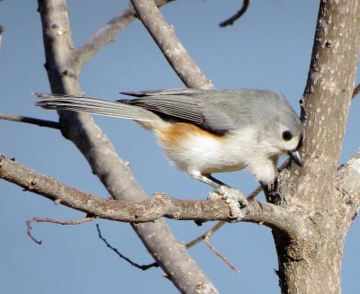 Tufted Titmouse