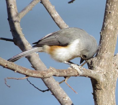Tufted Titmouse