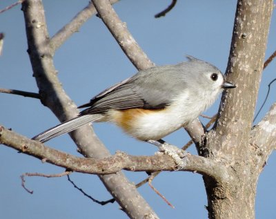 Tufted Titmouse
