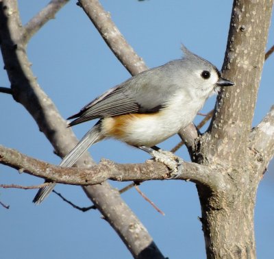 Tufted Titmouse