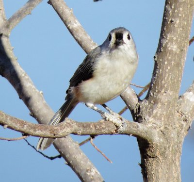 Tufted Titmouse