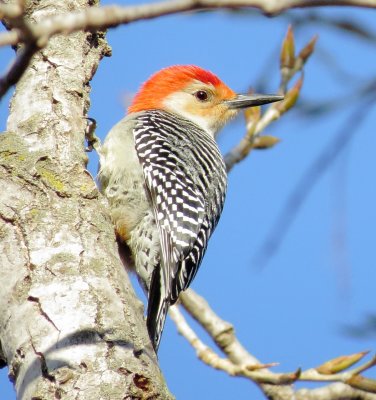 Red-Bellied Woodpecker