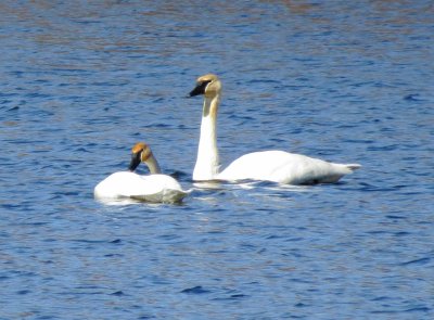 Trumpeter Swan