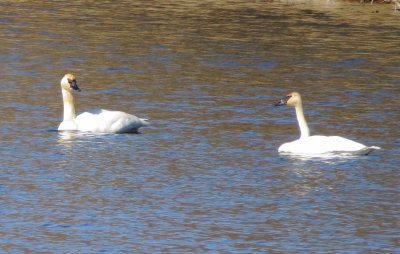 Trumpeter Swan