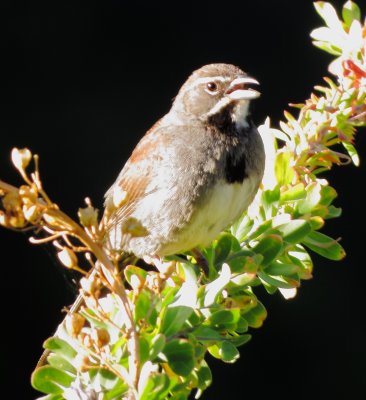 Fice-Striped Sparrow